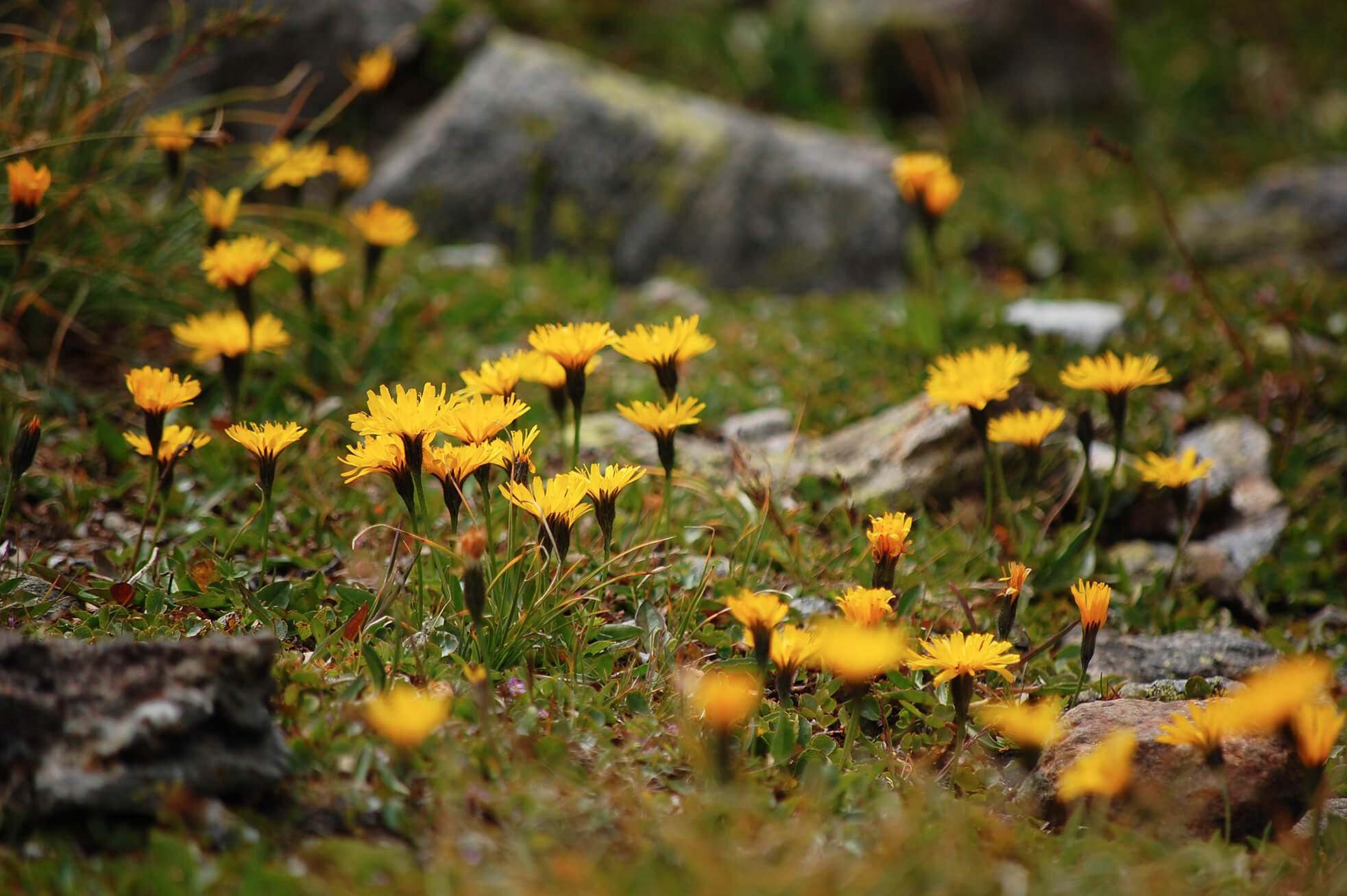 Fleurs du parc national de la Vanoise