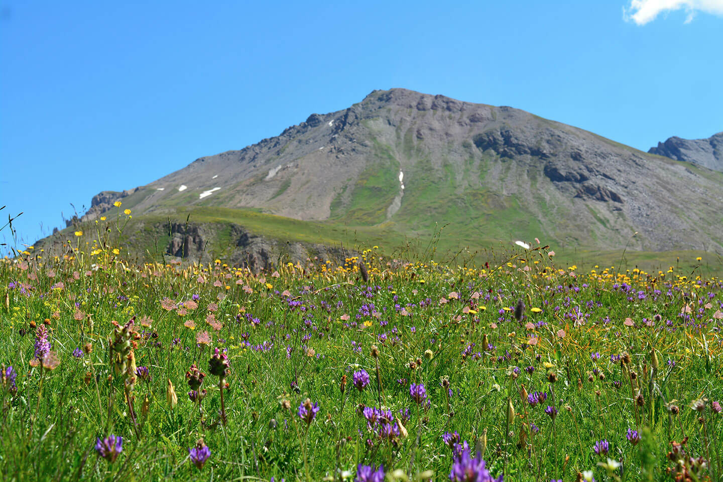 Alpage fleuri et montagne en fond de photo - Plan du Lac vers Entre deux eaux - Val Cenis